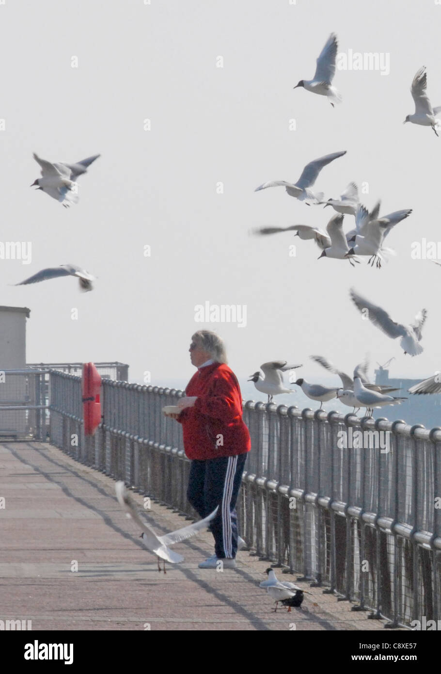 Gull attack at the seaside - a woman's lunch becomes the target for hungry gulls Stock Photo