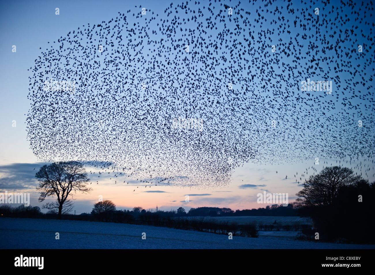 Starlings Sturnus vulgarus arriving at night time roost near Gretna Scotland December Stock Photo