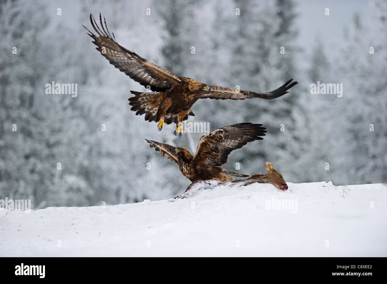 Golden Eagles Aquila chrysaetos fighting over food Finland winter Stock Photo