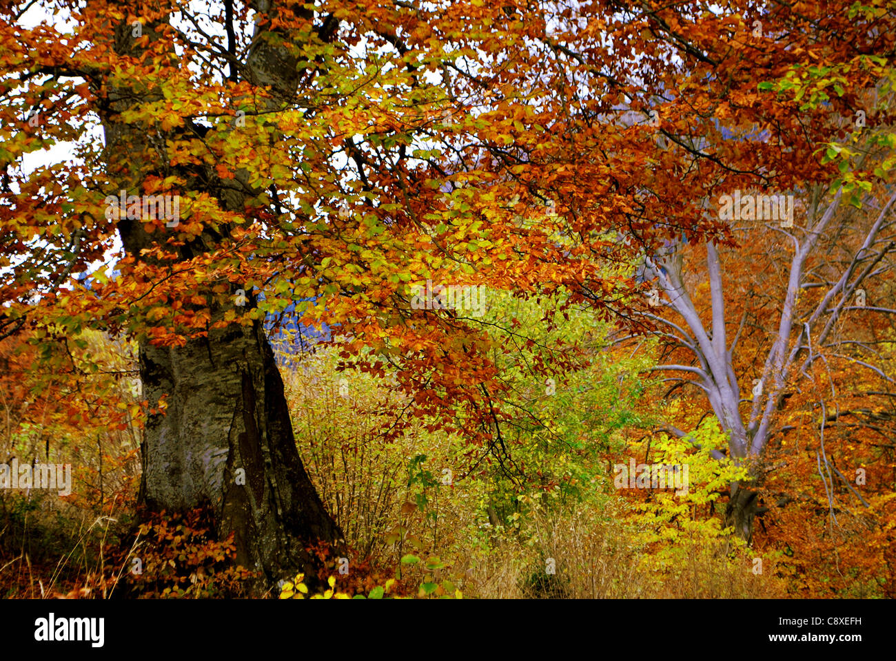Forest in autumn Stock Photo - Alamy