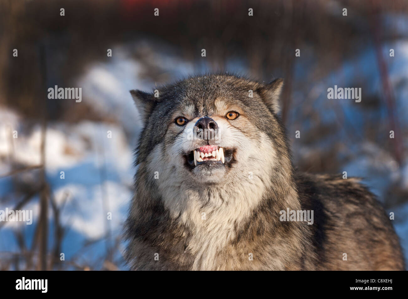 Wolf Canis lupus snarling Minnesota N America winter Stock Photo