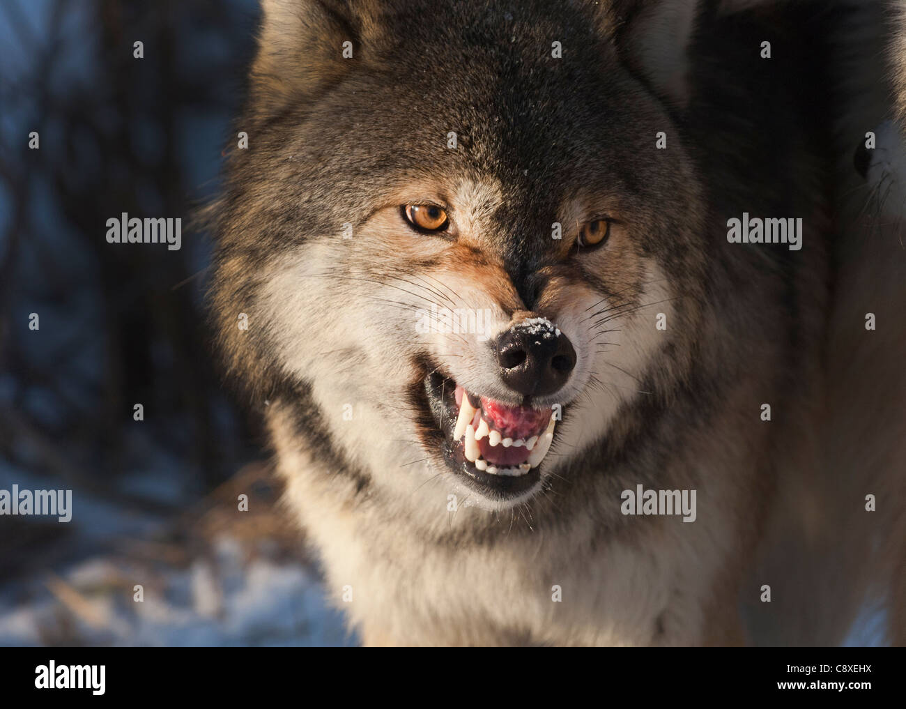 Wolf Canis lupus snarling Minnesota N America winter Stock Photo