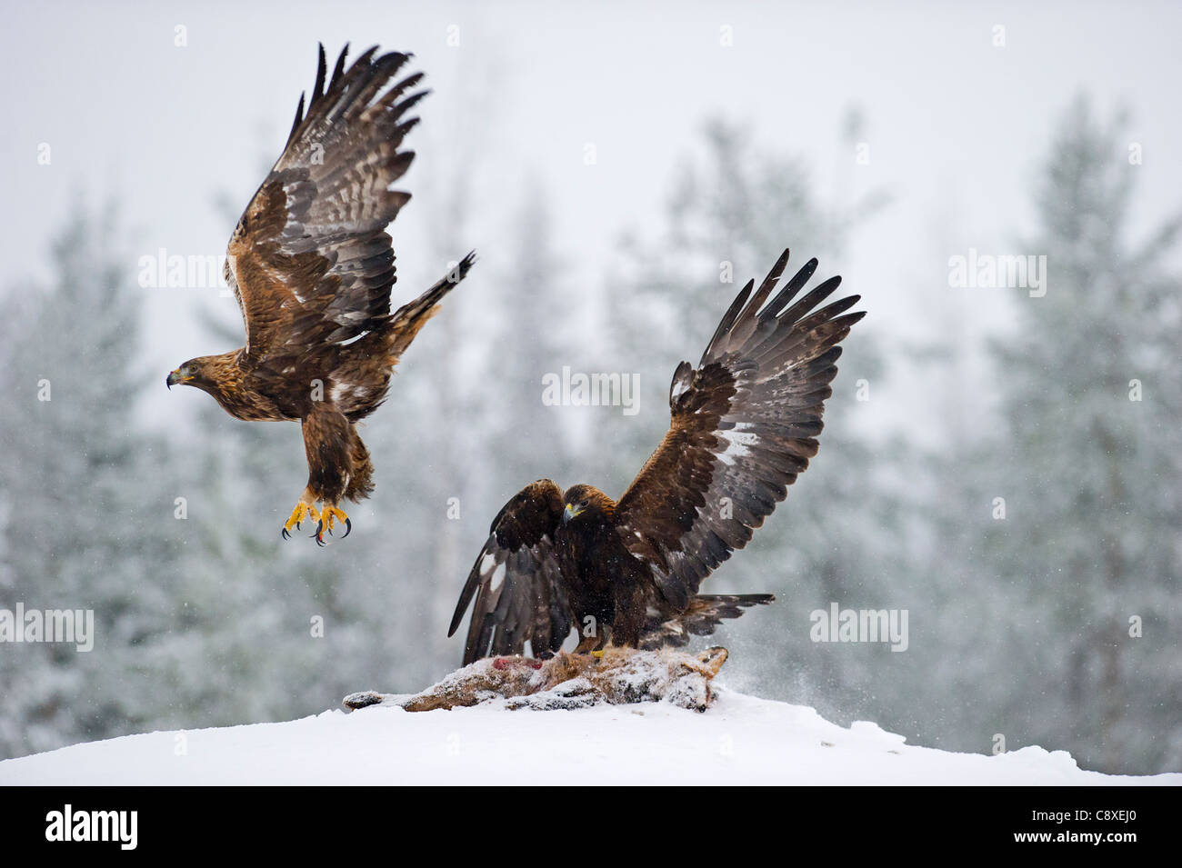 Golden Eagle Aquila chrysaetos Finland winter Stock Photo