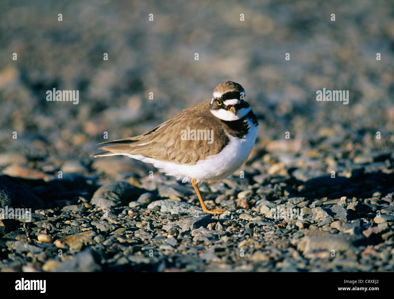 Little-ringed Plover Kent spring UK Stock Photo