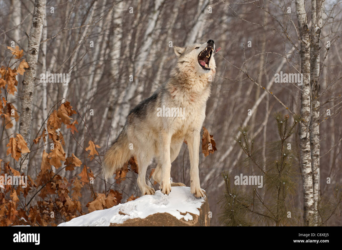 Wolf Canis lupus howling Minnesota N America winter Stock Photo