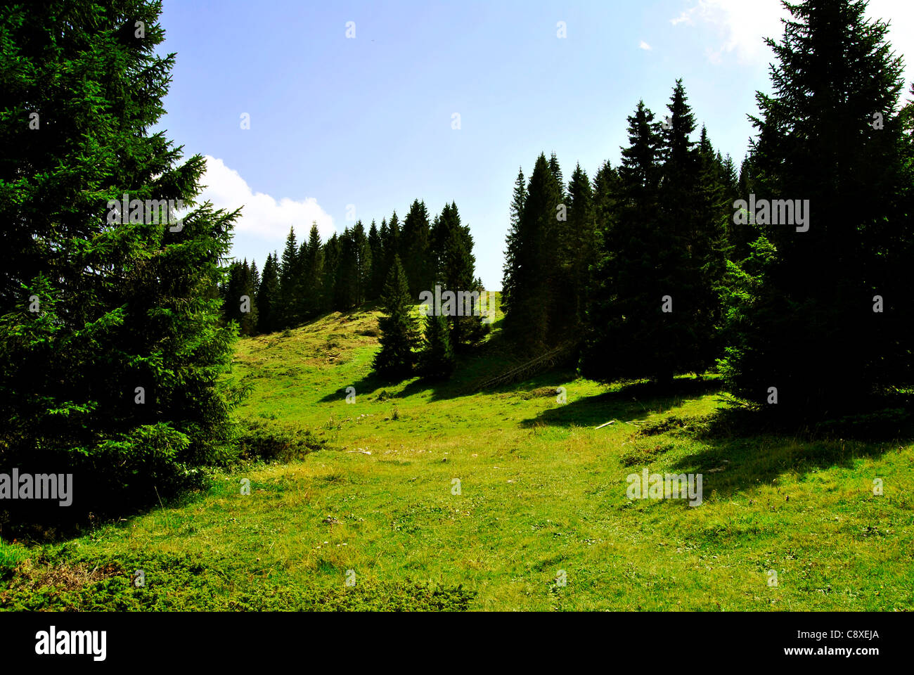 Summer alpine plateau with pastures, valleys and forests, in Trentino. Italy Stock Photo