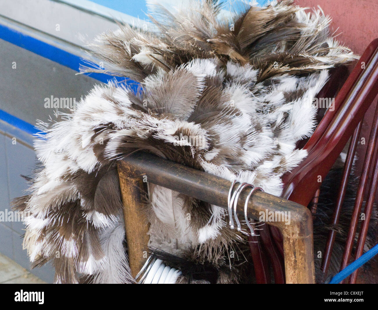 Feather duster birds hires stock photography and images Alamy