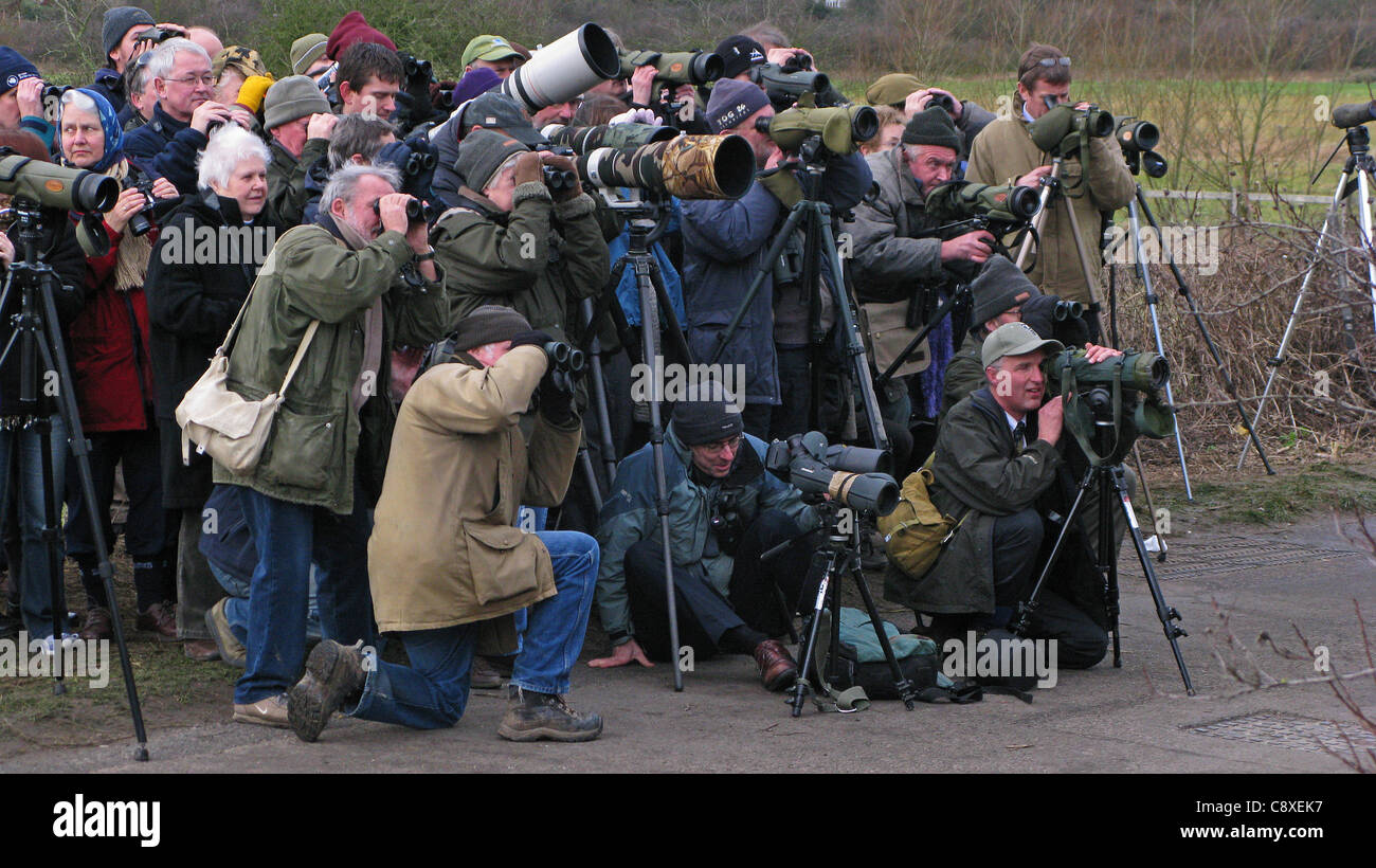 White-crowned Sparrow twitch at Cley North Norfolk January 2008 Stock Photo