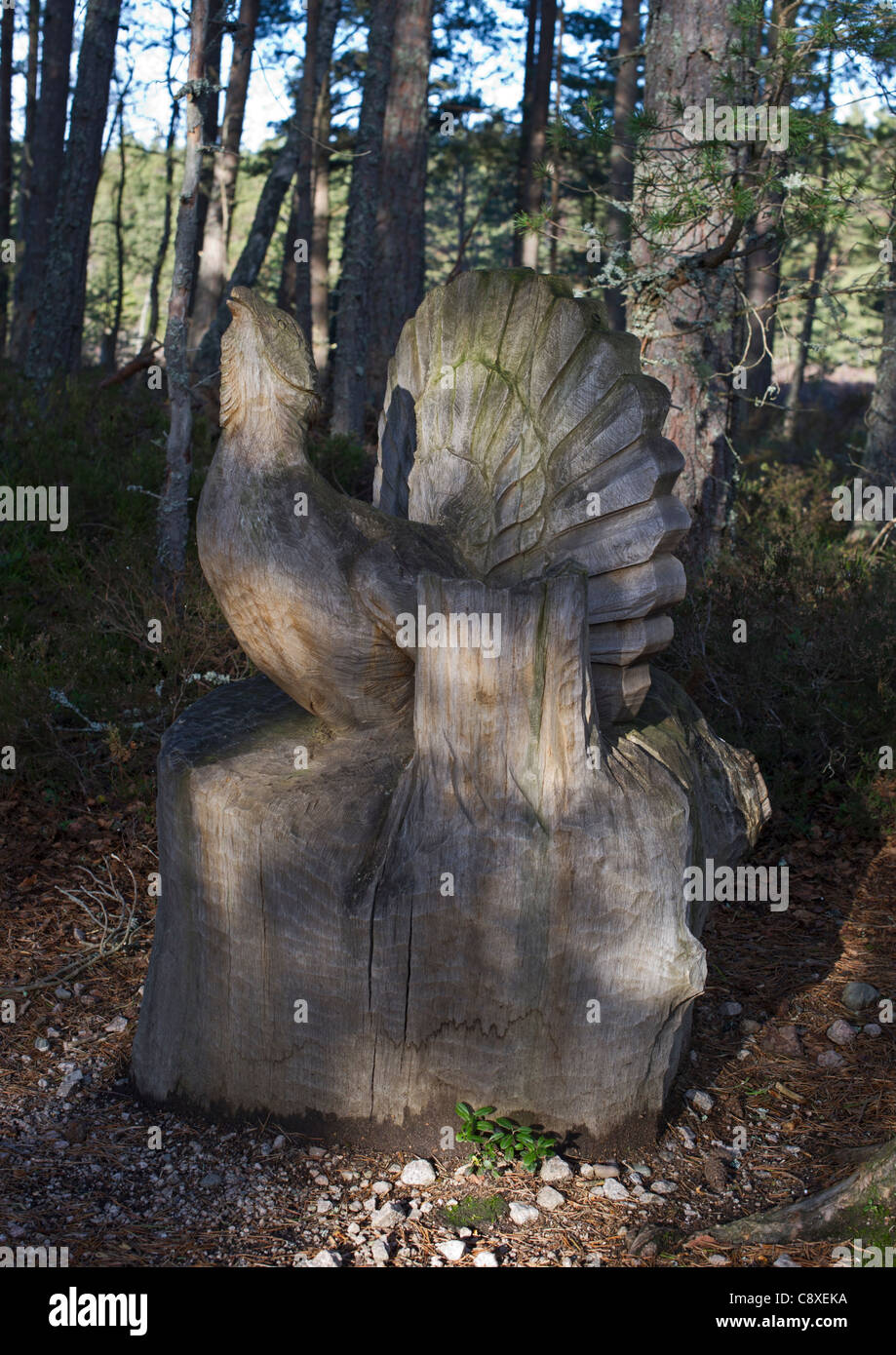 Capercailie carving at RSPB Abernethy Reserve Speyside Highland Scotland Stock Photo