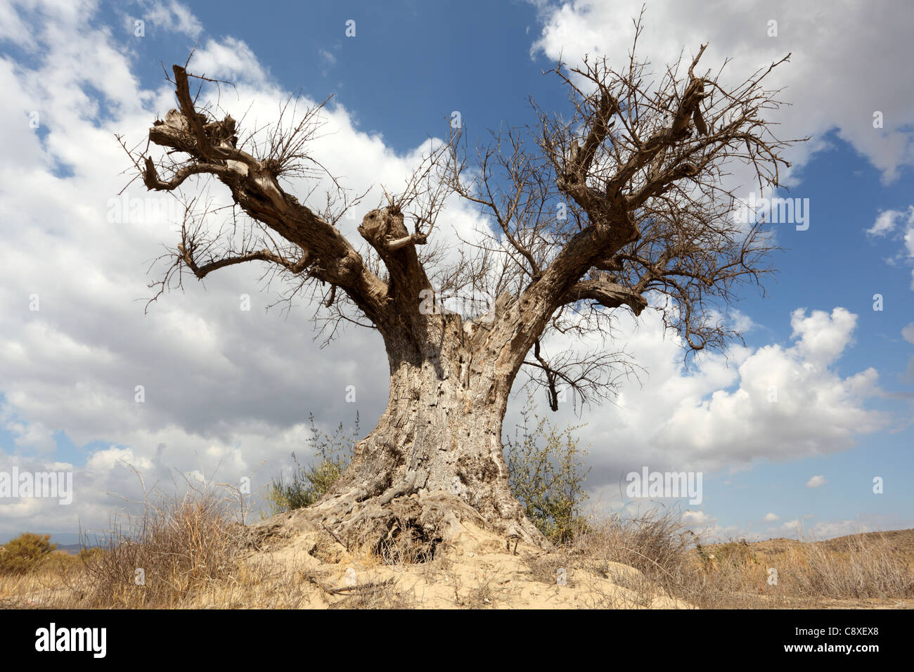 Dead tree in the desert Stock Photo