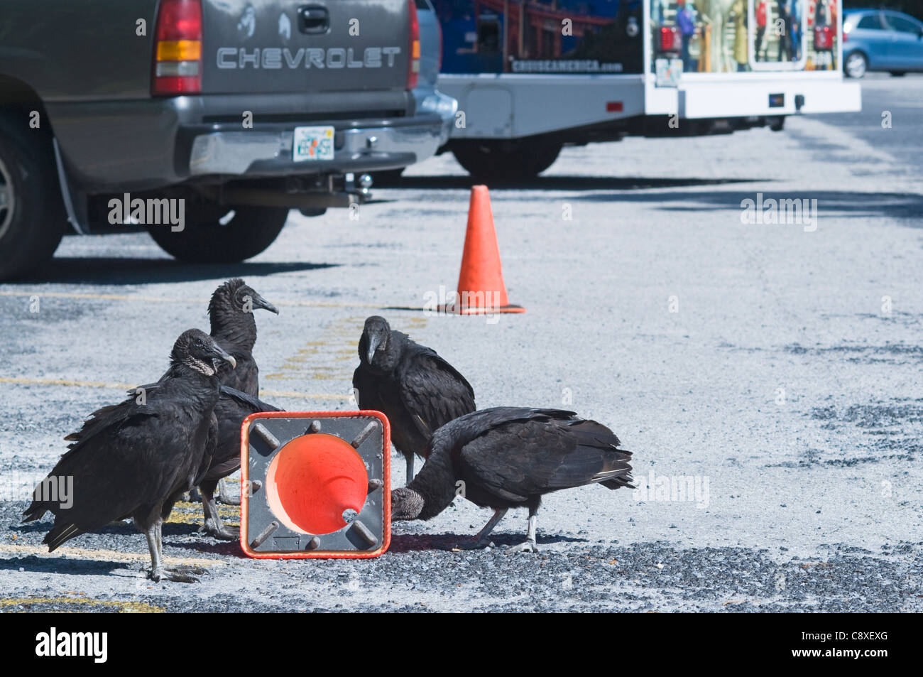 American Black Vultures Coragyps atratus trying pull a traffic bollard apart in car park at Anhinga Trail Florida Stock Photo