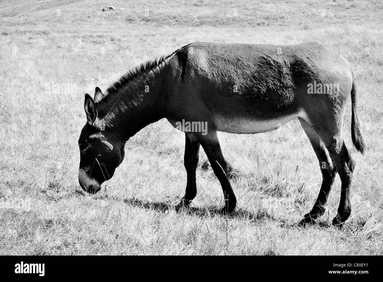 Donkey in a Field in sunny day, in Trentino. Italy Stock Photo