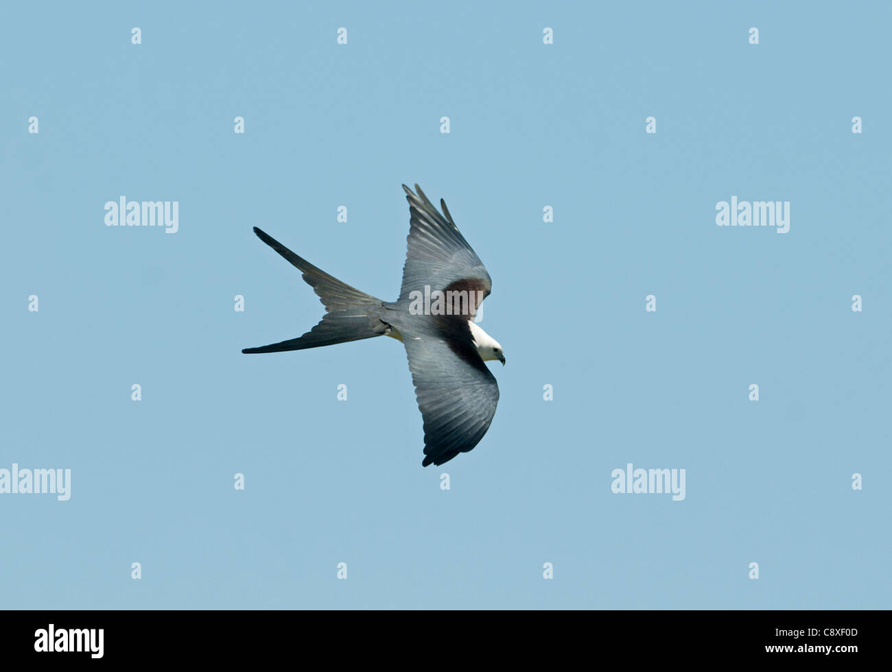 Swallow-tailed Kite Elanoides forficatus Florida Everglades USA Stock ...