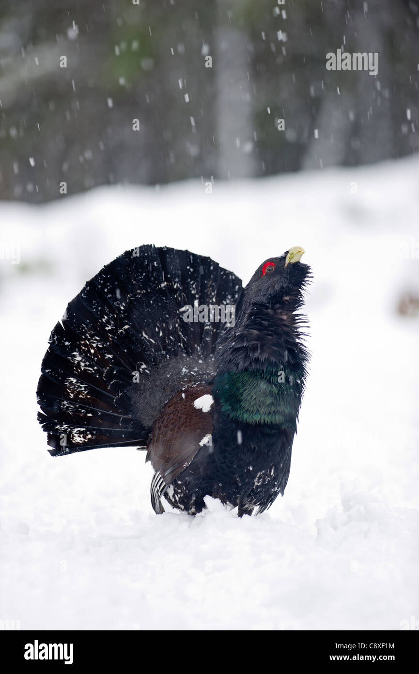 Capercailie Tetrao urogallus rogue male displaying Highlands Scotland February Stock Photo