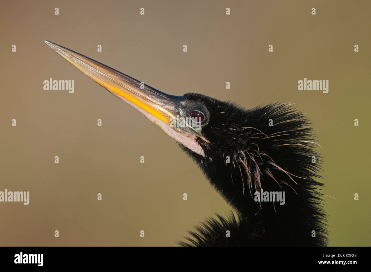 Anhinga, Anhinga anhinga or American Darter Anhinga Trail Florida Everglades Stock Photo