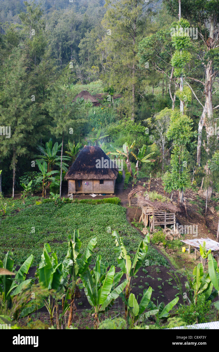 Highlands papua new guinea farming hires stock photography and images