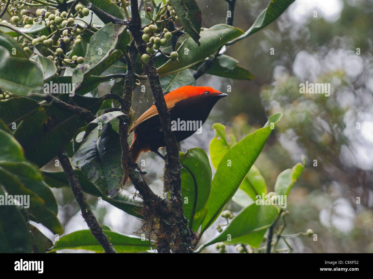 Satinbird (formerly calCrested Bird of Paradise) ecnemophilus macgregorii male calling Western Highlands Papua New Guinea Stock Photo