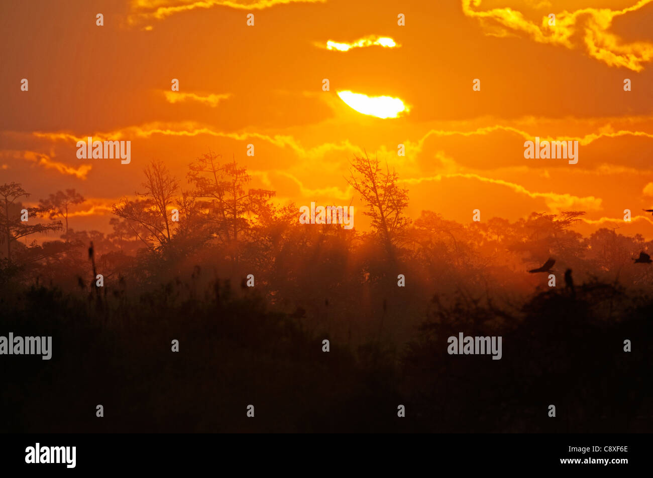 Florida Everglades at dawn Stock Photo - Alamy