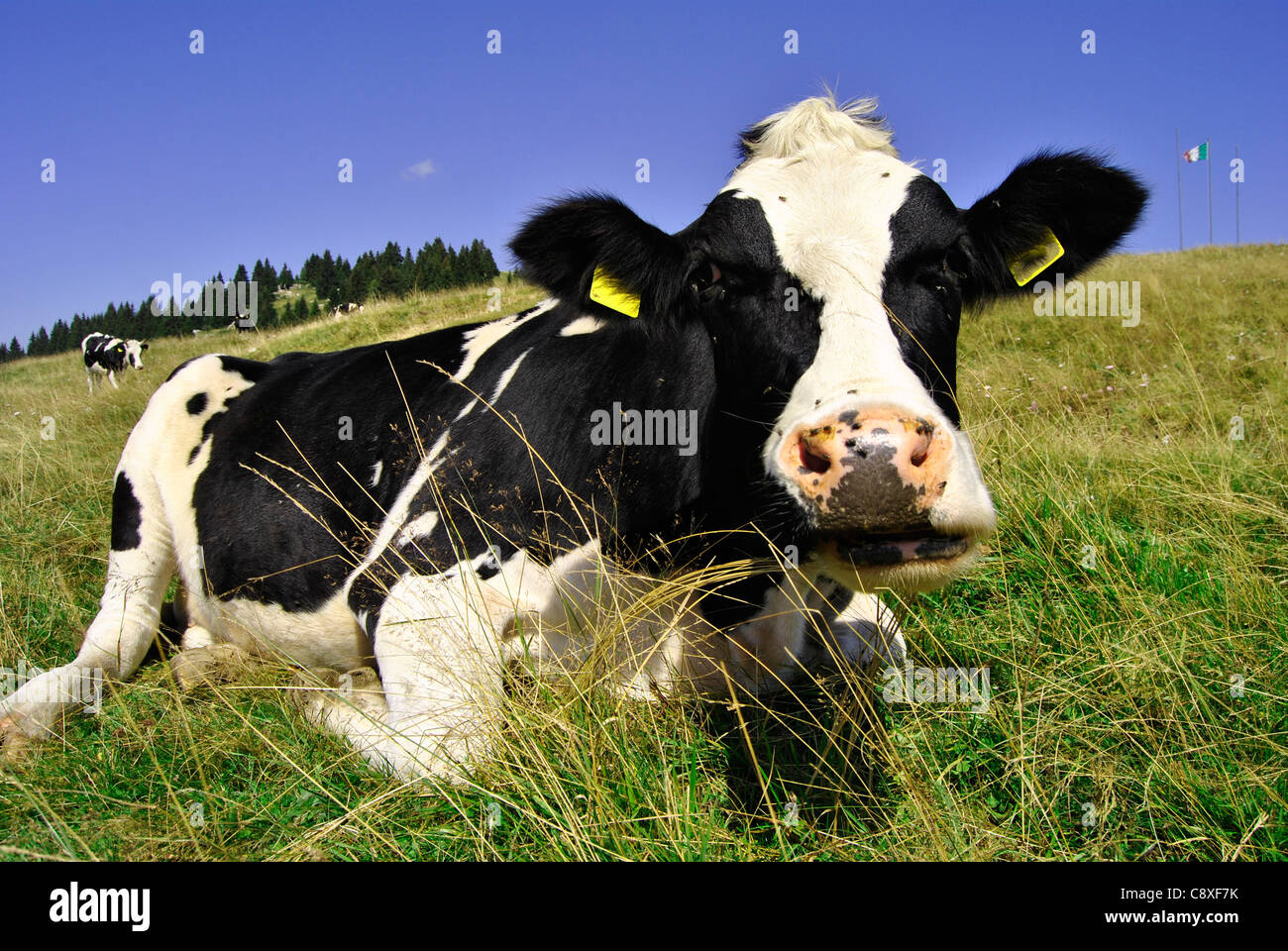 Typical dutch black white cows hi-res stock photography and images - Alamy