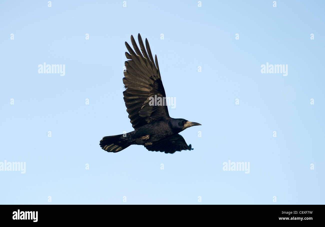 Rook Corvus frugilegus Norfolk spring Stock Photo