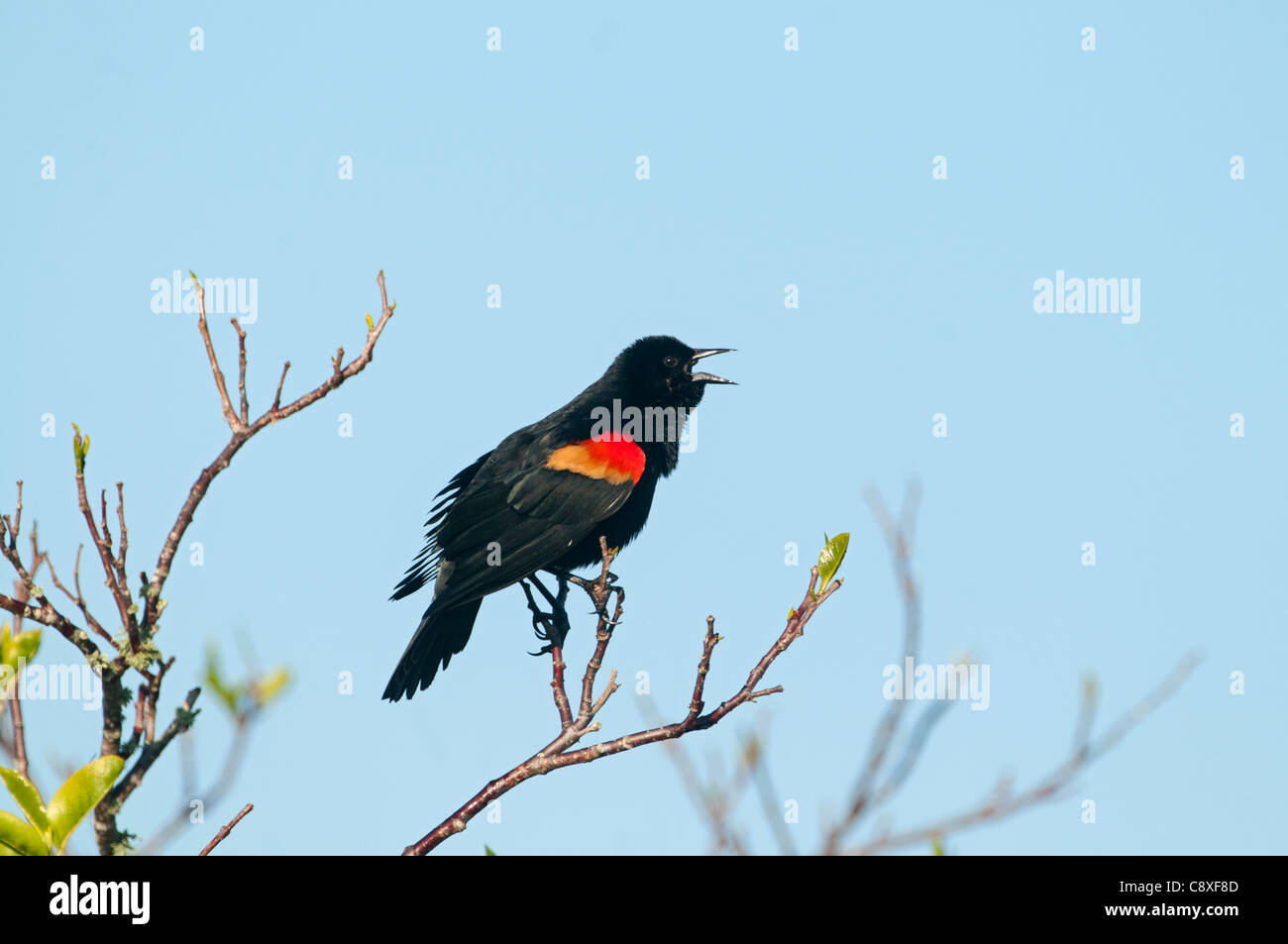 Red-winged Blackbird Agelaius phoeniceus singing at dawn Florida Everglades USA Stock Photo