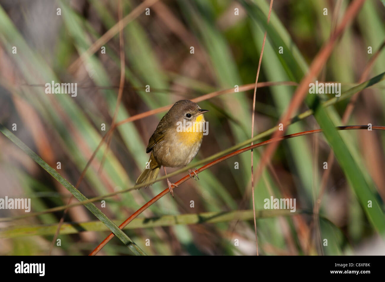 Yellowthroat Geothlypis trichas female Florida Everglades Stock Photo