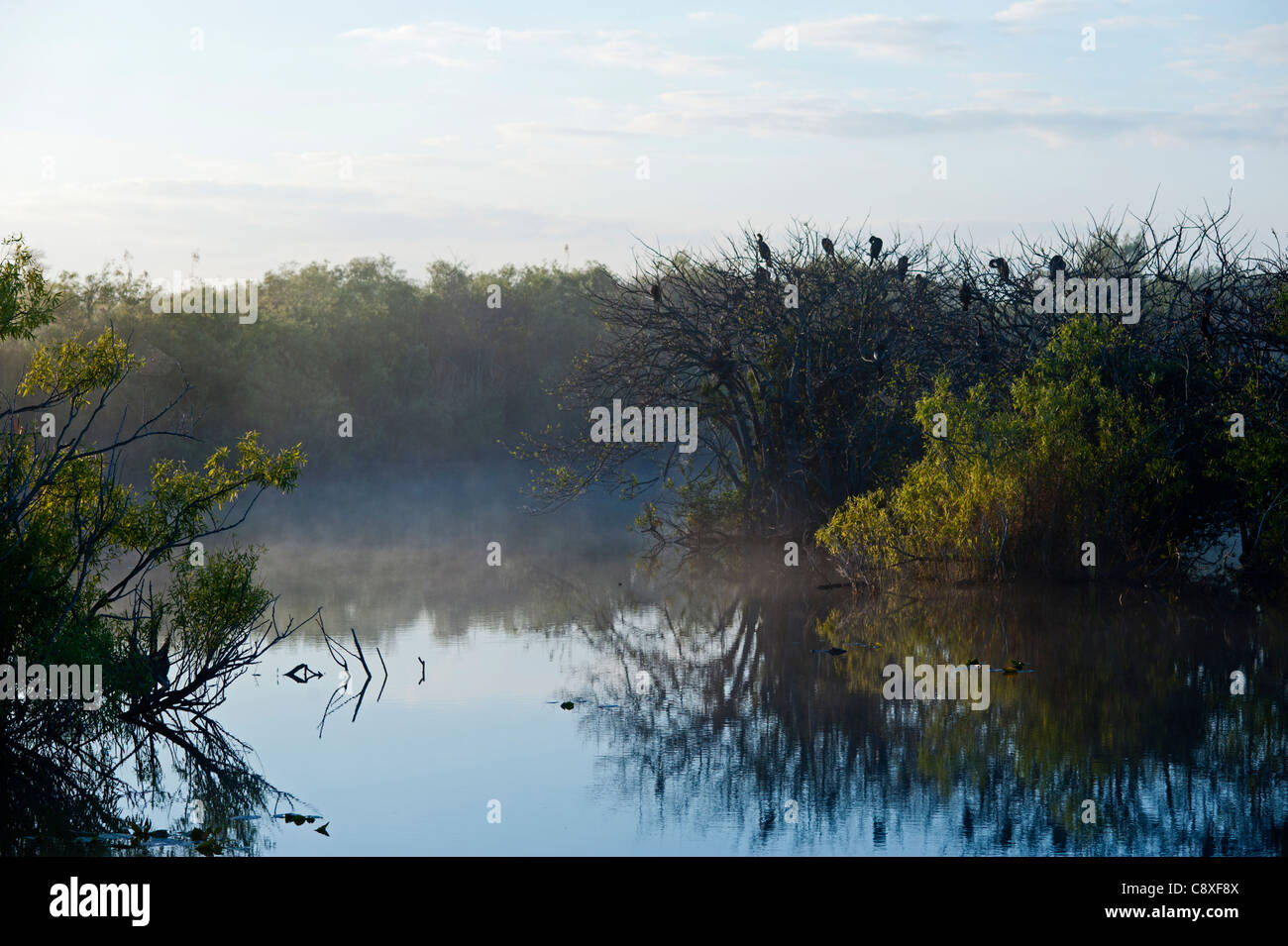 Florida Everglades at Anhinga Trail at dawn Florida USA Stock Photo