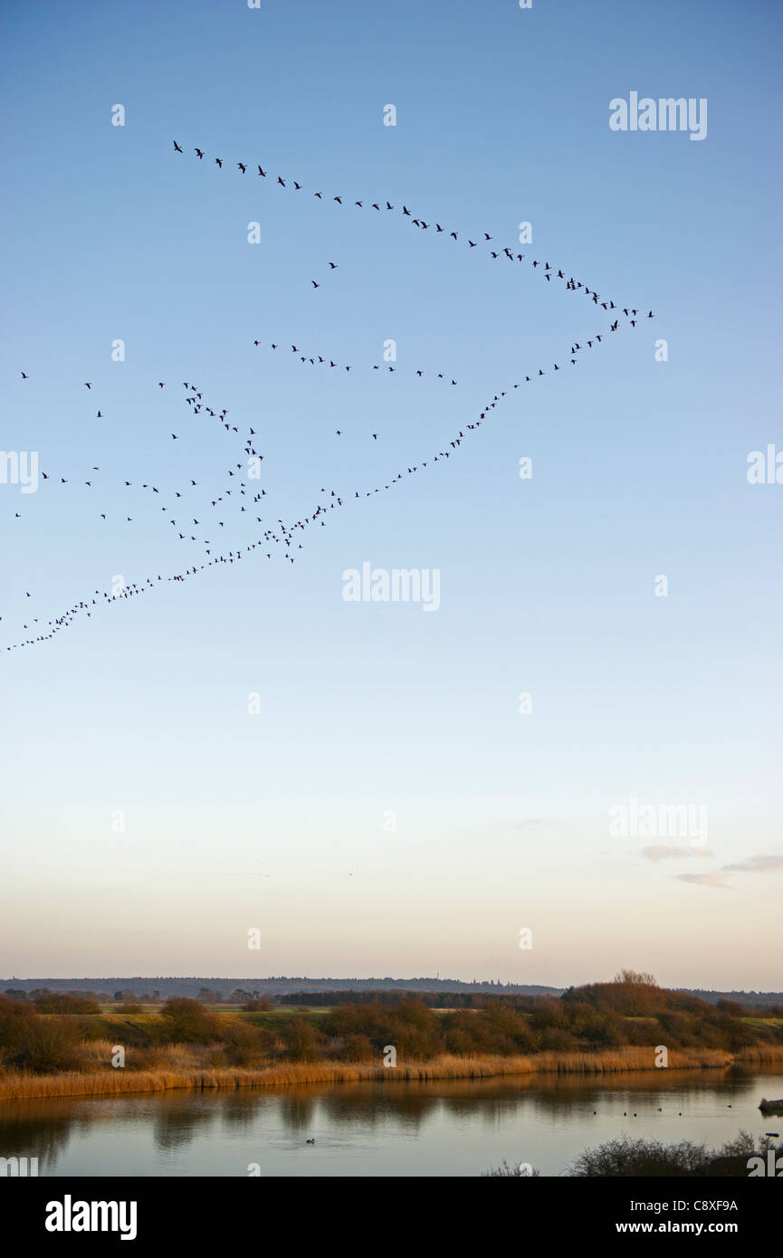 Pinkfooted Geese Anser brachyrynchus arriving at dusk to roost out on