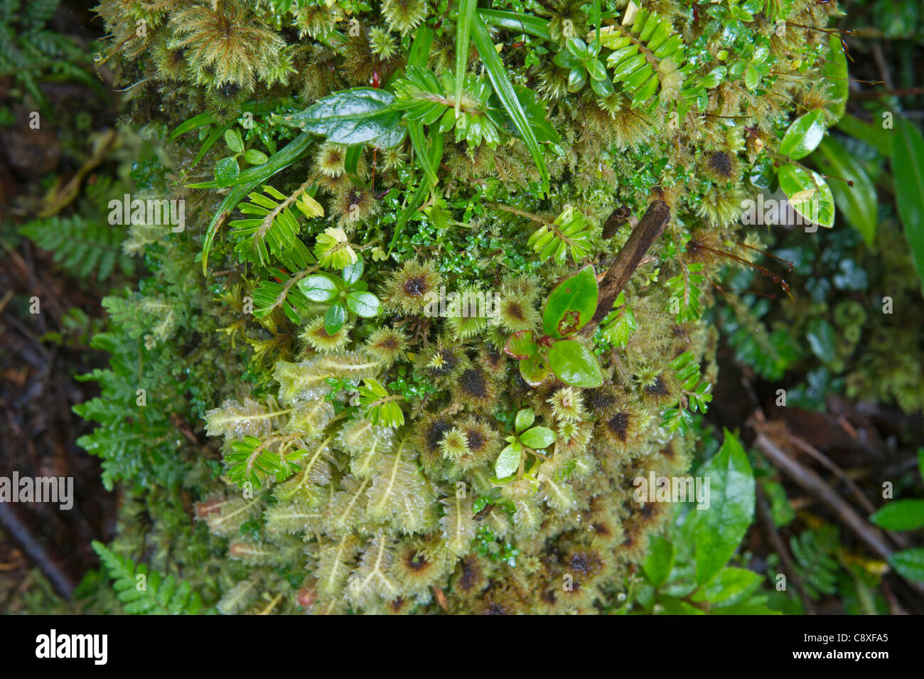 Moss and Liverwort detail on log in montane forest near Mt Hagen Western Highlands Papua New Guinea Stock Photo