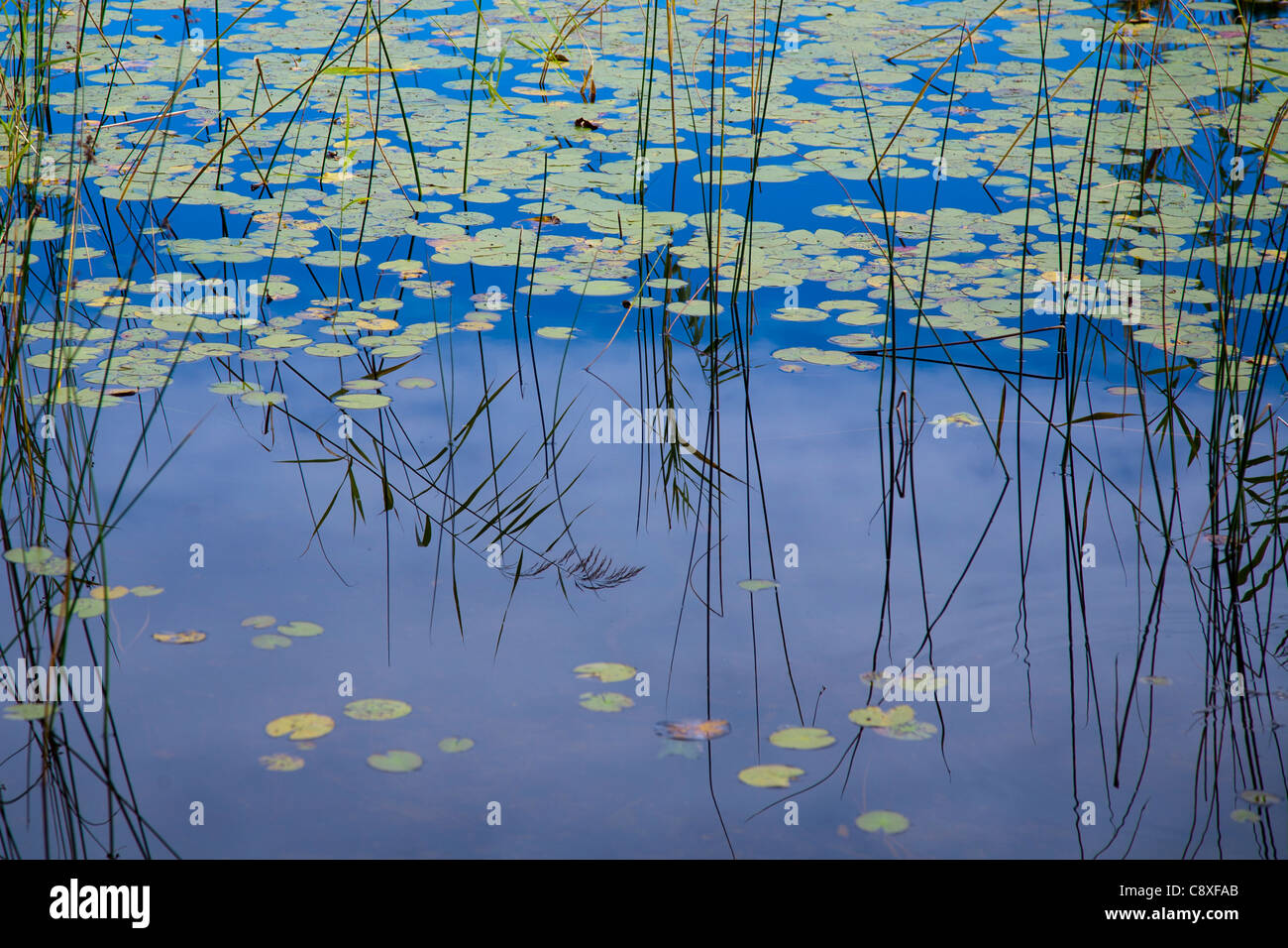 Pond with reeds and water lilies Stock Photo