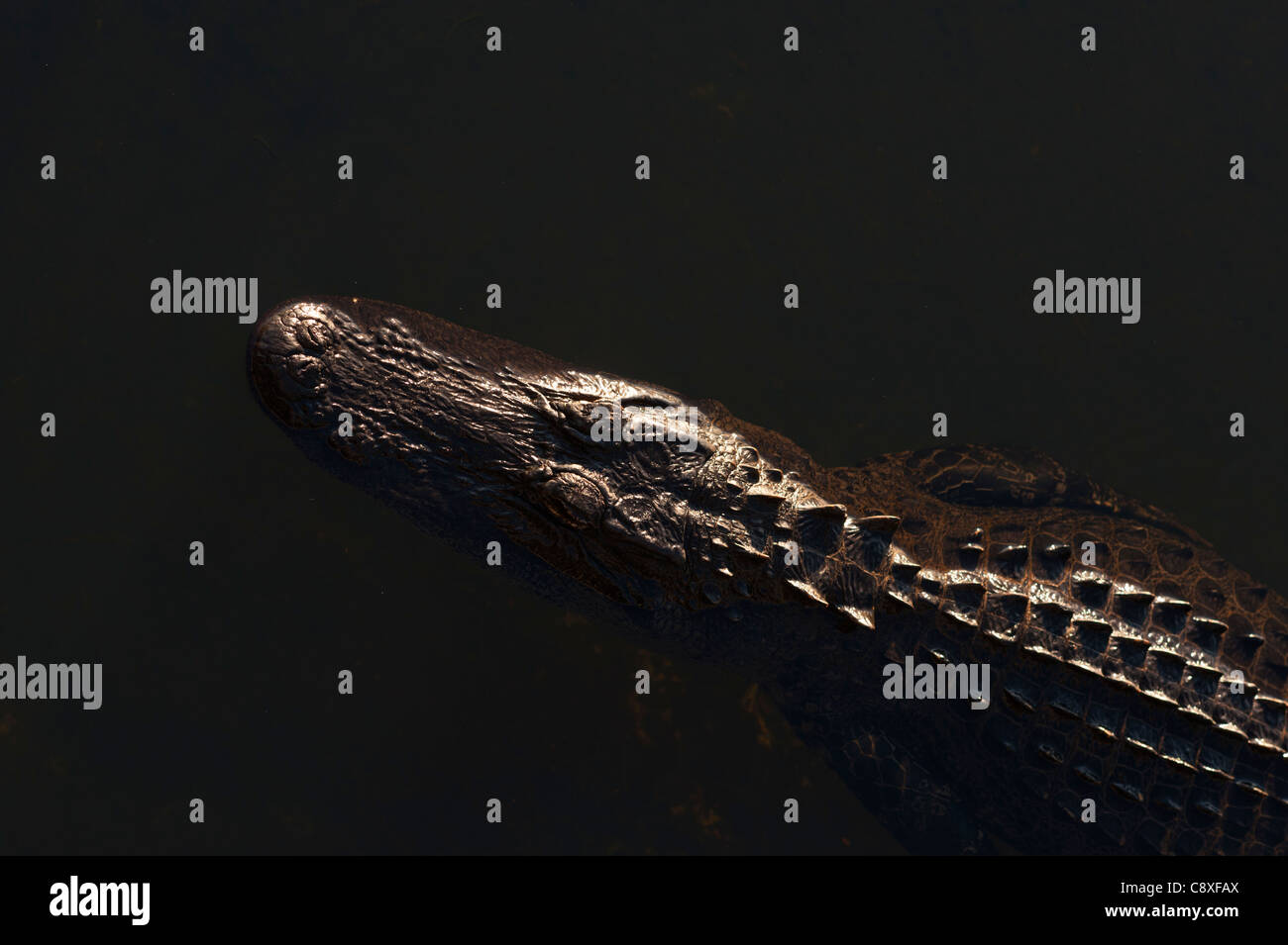 American Alligator Alligator mississippensis Anhinga Trail Florida Everglades Stock Photo