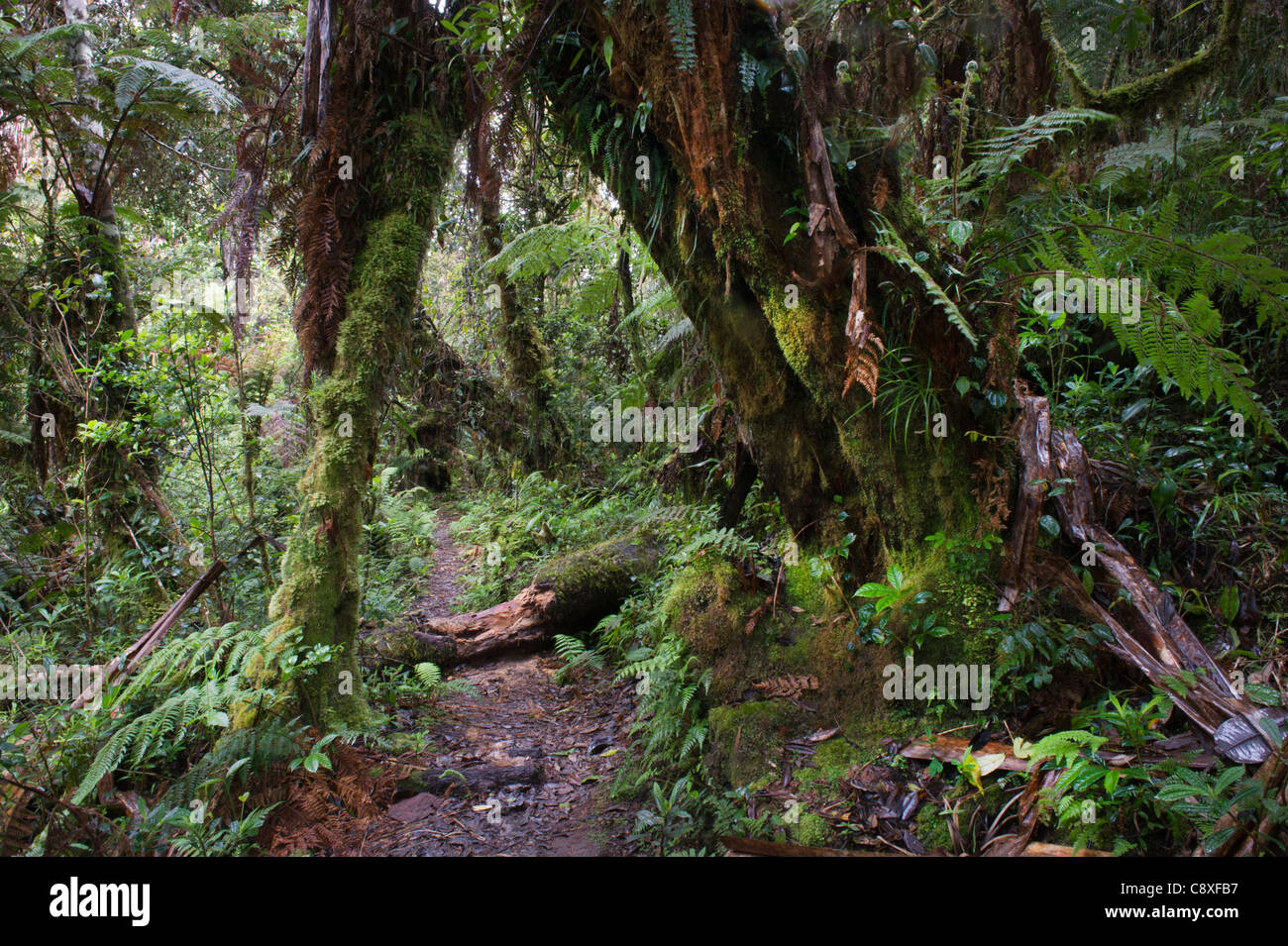 Montane Rainforest around Mt Hagen in Western Highlands of Papua New Guinea Stock Photo