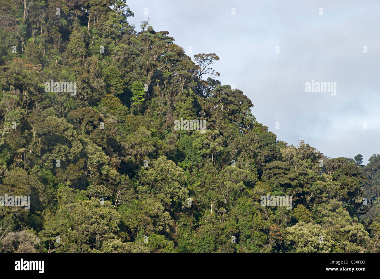 Montane Rainforest around Mt Hagen in Western Highlands of Papua New Guinea Stock Photo