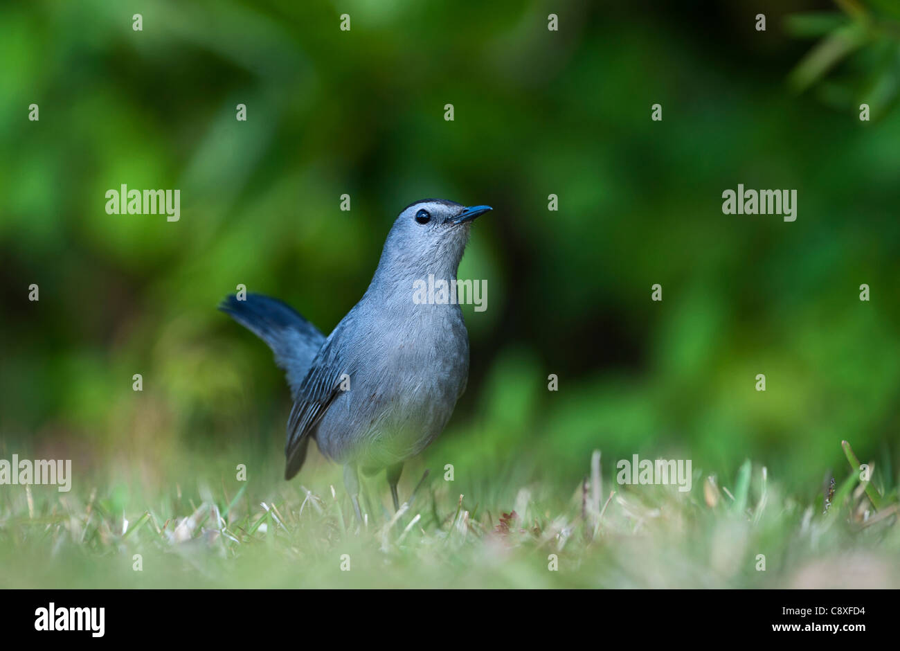 Grey Catbird Dumetella carolinensis Florida USA Stock Photo