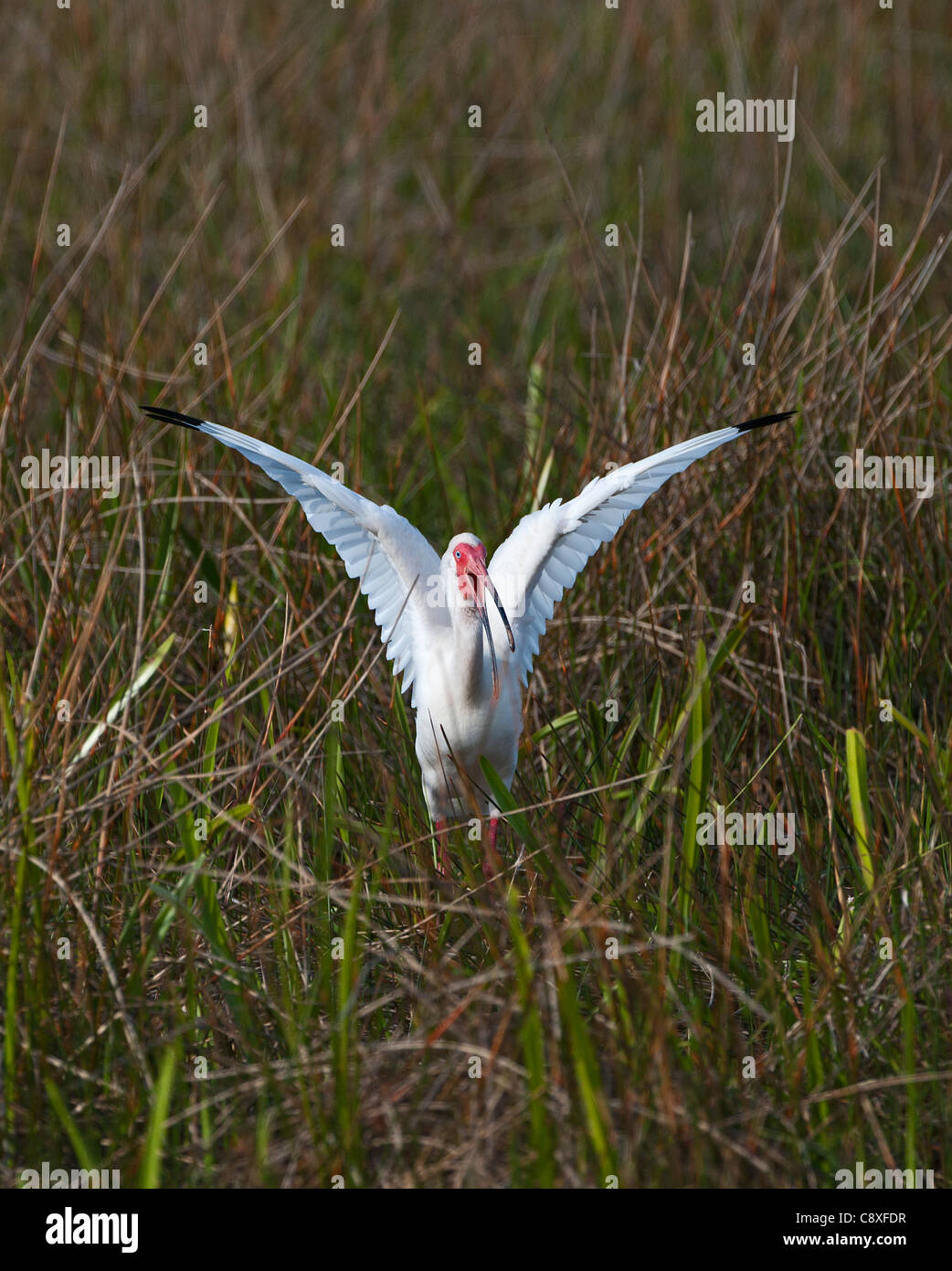 American White Ibis Eudocimus albus Anhinga Trail Florida USA Stock Photo