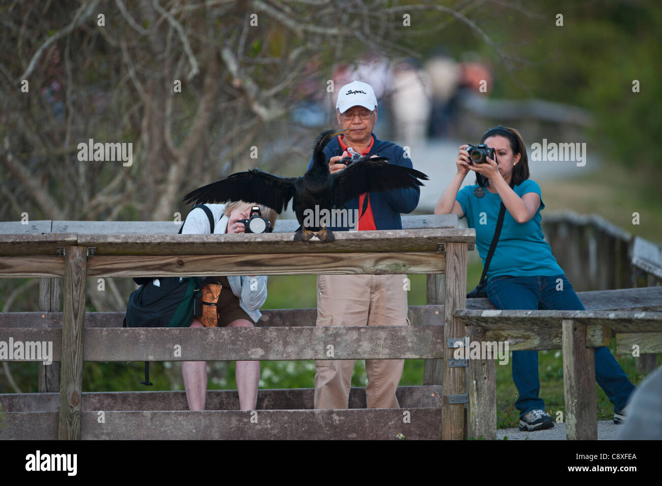 Tourists photographing a Anhinga on Anhinga Trail Florida USA Stock Photo