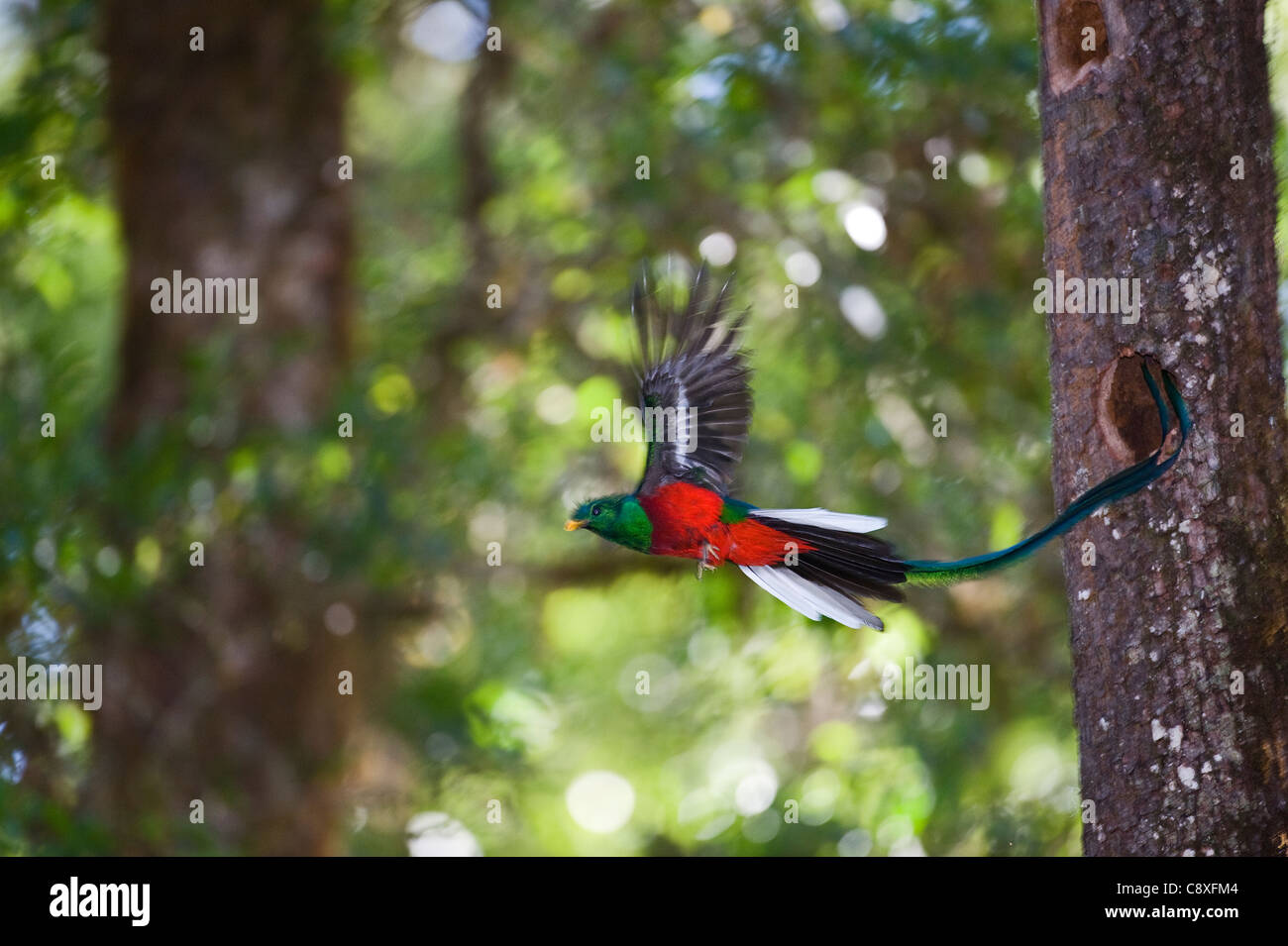 Resplendent Quetzal Pharomachrus mocinno male leaving nest Central Highlands Costa Rica Stock Photo