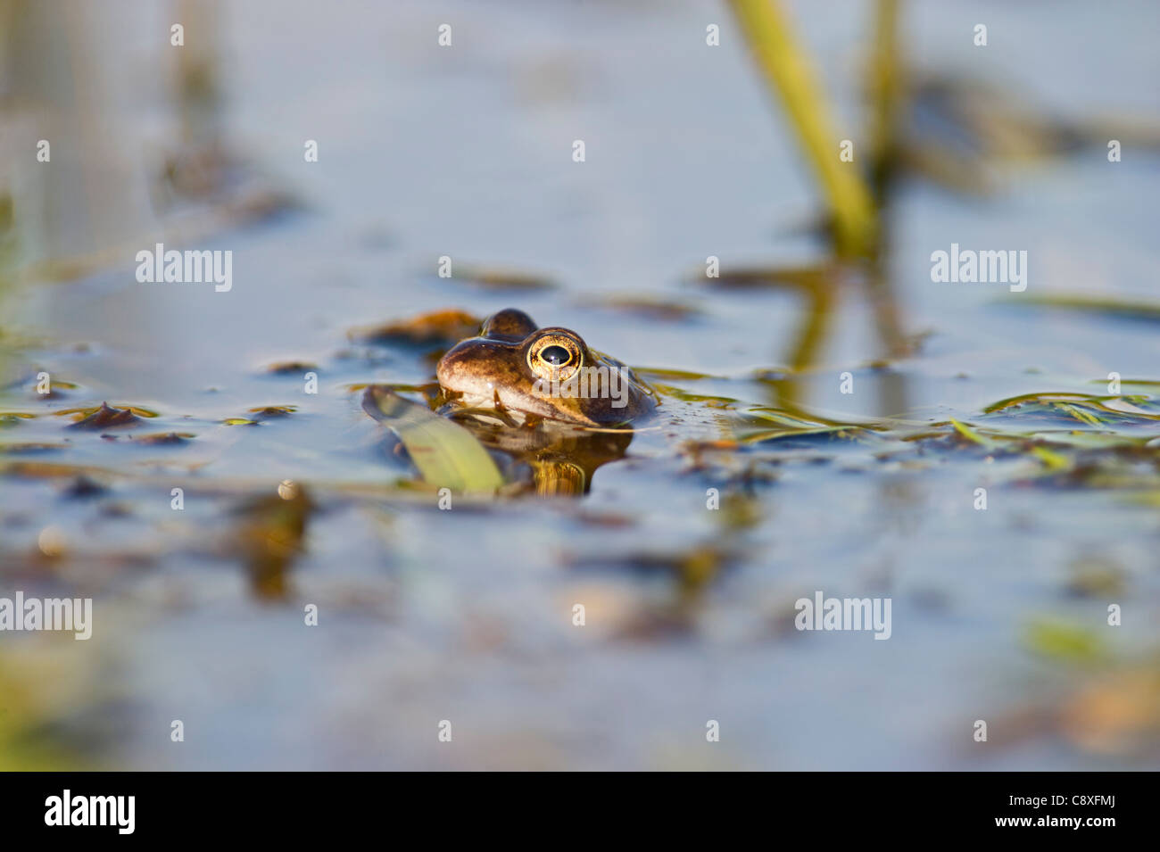 Frog on top of water hi-res stock photography and images - Alamy