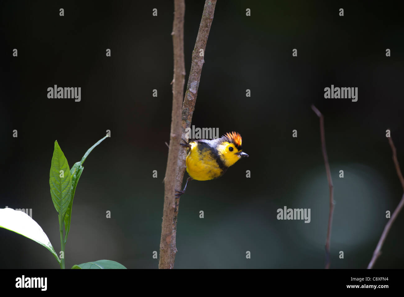 Costa rica redstart hi-res stock photography and images - Alamy