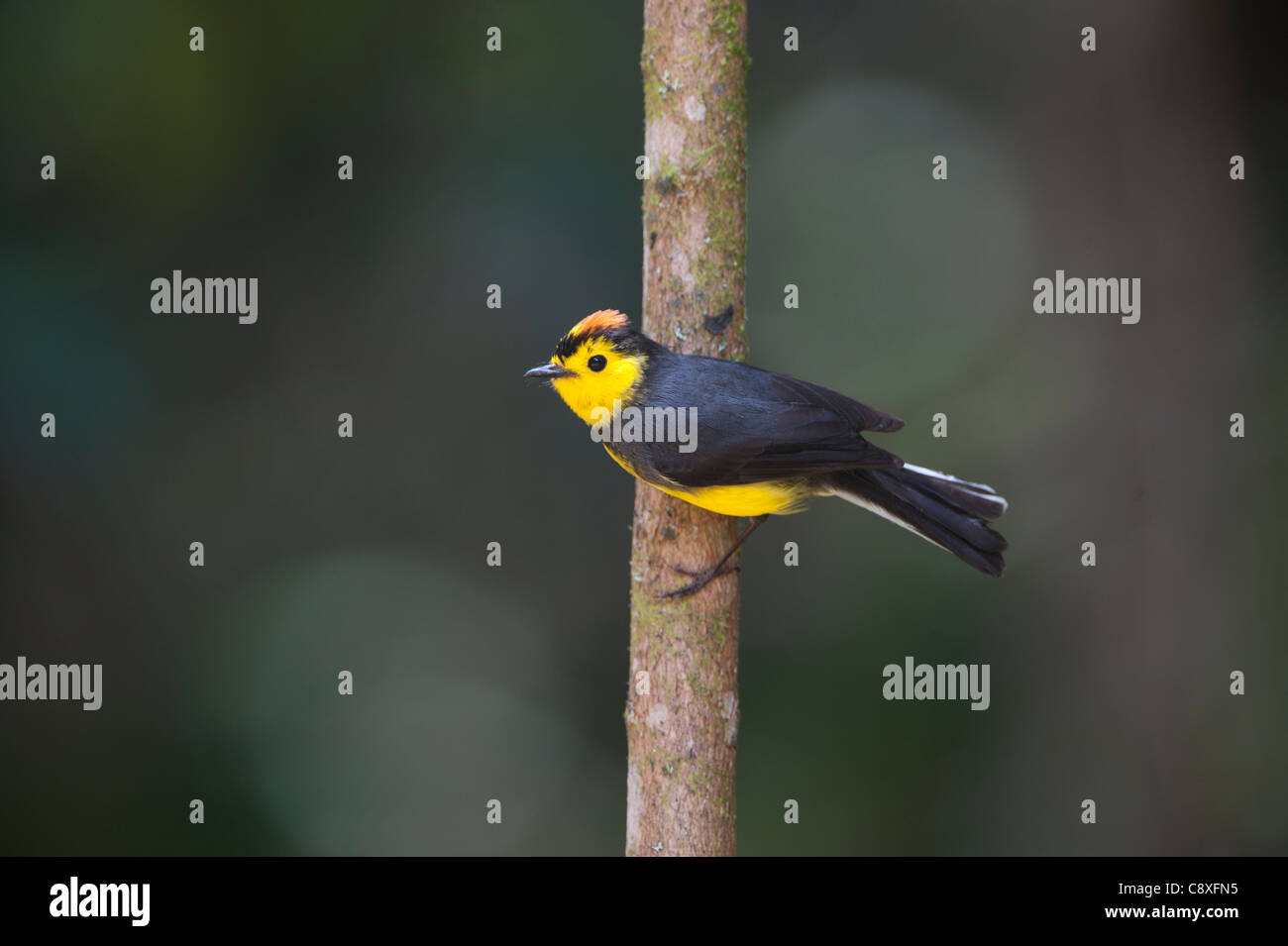 Bird costa rica hi-res stock photography and images - Alamy