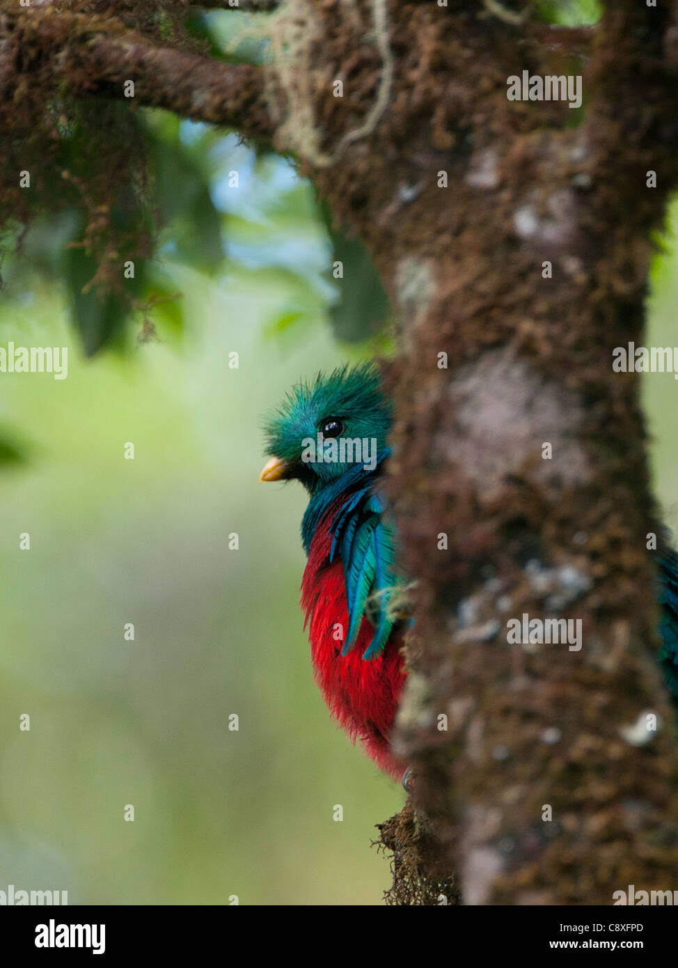 Resplendent Quetzal Pharomachrus mocinno Central Highlands Costa Rica Stock Photo