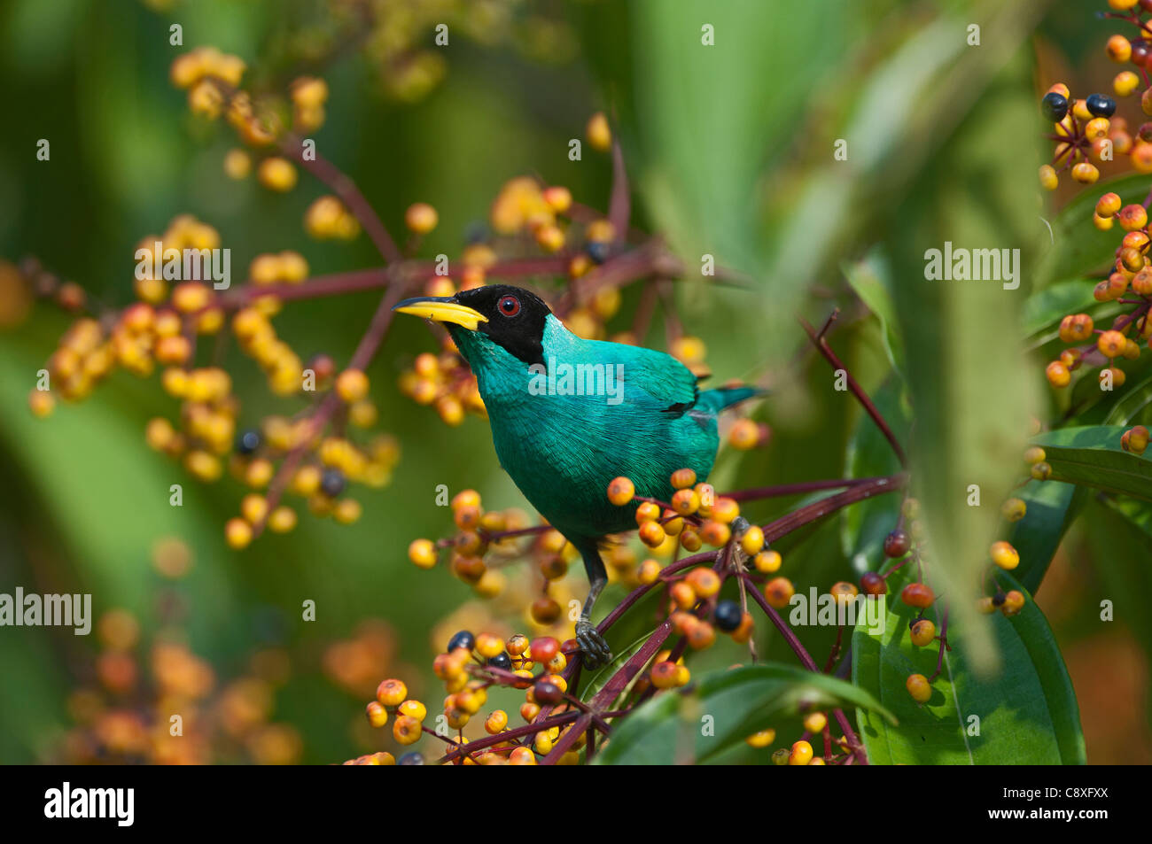 Green Honeycreeper Chlorophanes spiza male La Selva Costa Rica Stock ...
