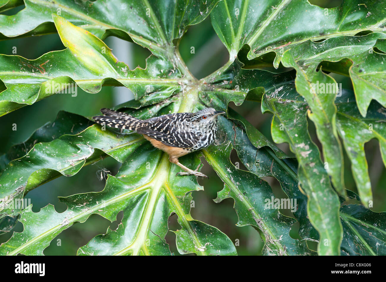Banded-back Wren Campylorhynchus zonatus La Selva Costa Rica Stock Photo