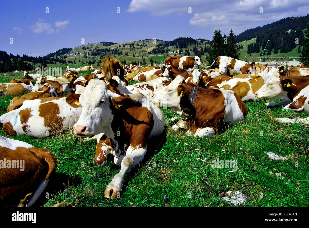 Brown white cows on a farmland Stock Photo - Alamy