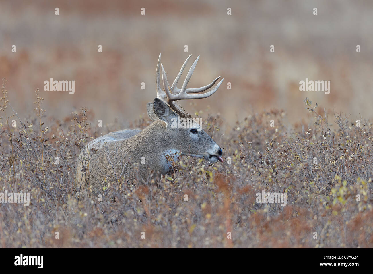 White-tailed Deer Buck - Odocoileus virginianus - Western Montana Stock Photo