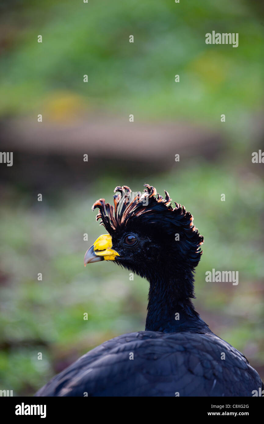 Crax rubra hi-res stock photography and images - Alamy