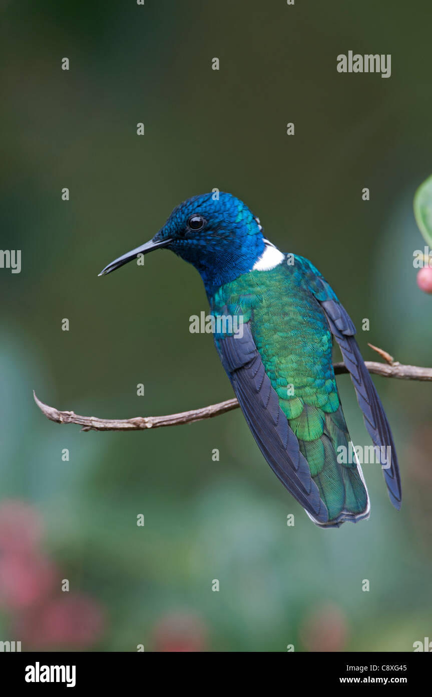 White necked jacobin hummingbird hi-res stock photography and images ...