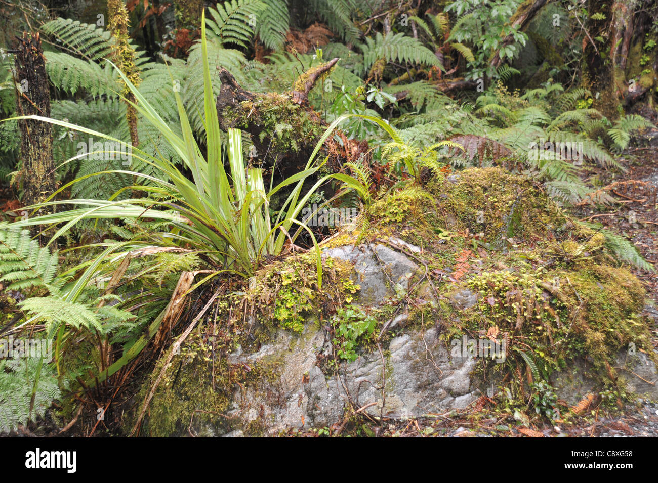 A mixture of vegetation grows in New Zealand’s temperate rainforests. The forest floor is festooned with mosses ferns, grasses, Stock Photo