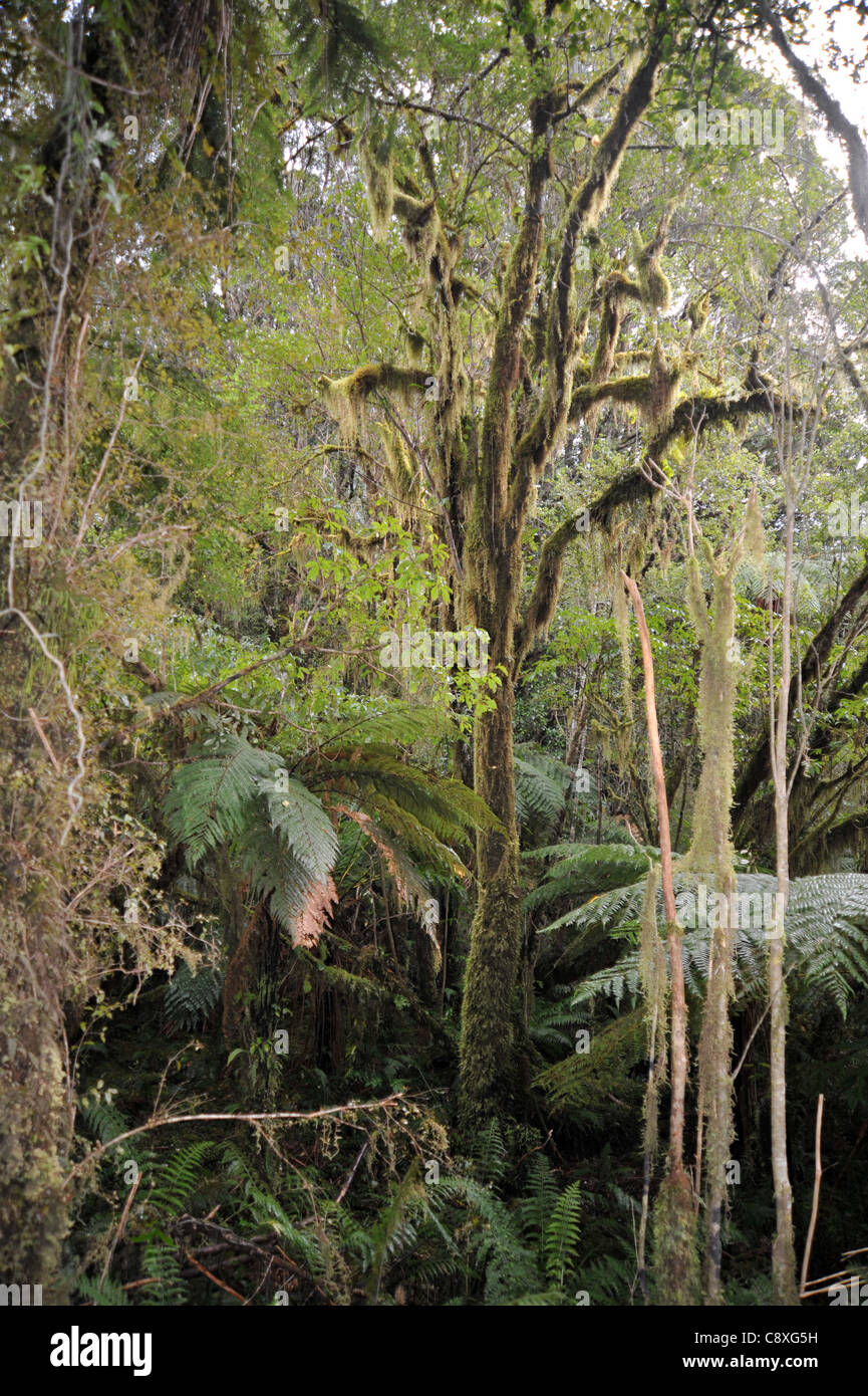 Below the canopy of New Zealand’s temperate rainforests a mystical jungle like environment exists. Stock Photo