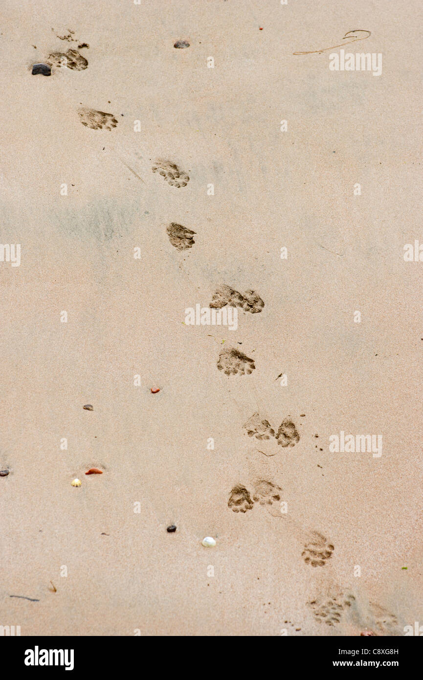 Otter tracks hi-res stock photography and images - Alamy